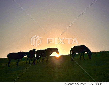 托伊角野馬 129444552