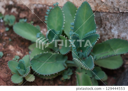 落地生根 落地生根 129444553