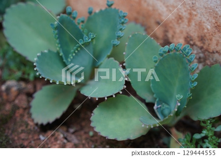 落地生根 落地生根 129444555