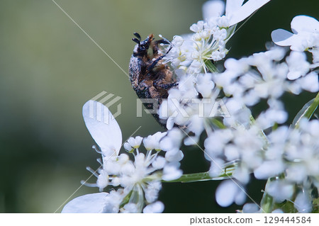 Insects sucking nectar from white wisteria flowers Insects sucking nectar from white wisteria flowers 129444584