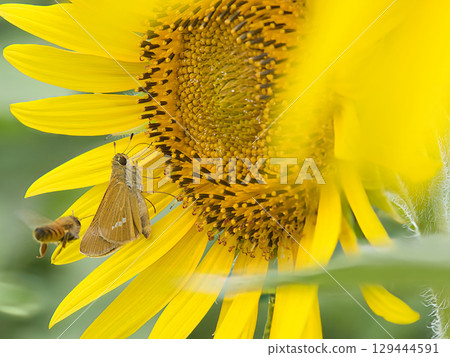 Honeybees sucking sunflower nectar 129444591