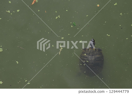Yamadaike Park 129444779