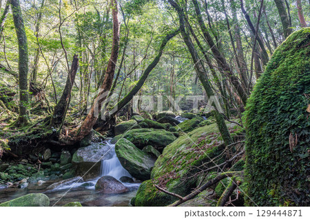 Yakushima Offshore Alpine Forest (February): Beautiful moss and a mountain stream valley where gods reside 129444871
