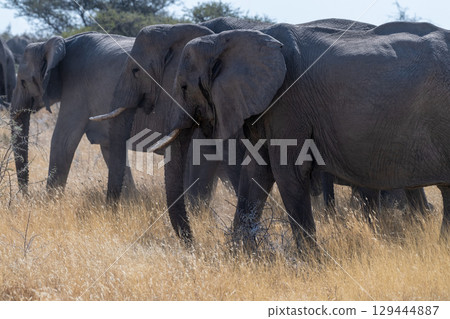Elephant herd grazing in Etosha 129444887