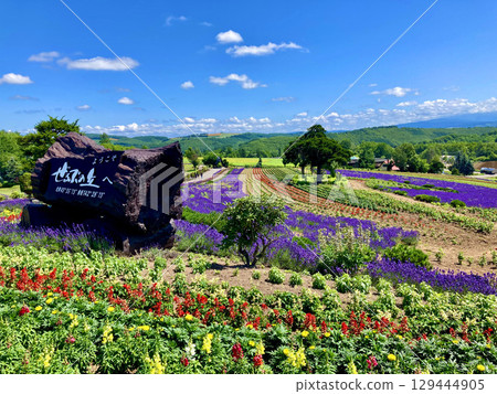 澤魯布之丘（北海道上川郡美瑛町） 129444905