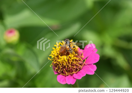 Yamadaike Park Yamadaike Park 129444920