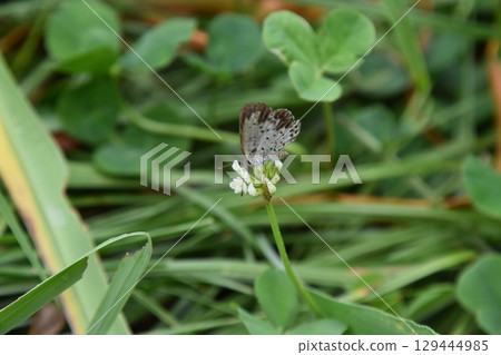 Yamadaike Park 129444985