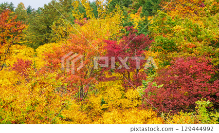 Autumn leaves of Hachimantaira 129444992