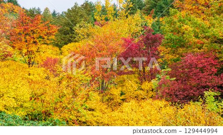 Autumn leaves of Hachimantaira Autumn leaves of Hachimantaira 129444994