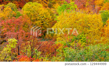 Hachimantaira秋葉 Hachimantaira秋葉 129444999