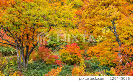 Autumn leaves of Hachimantaira 129445056