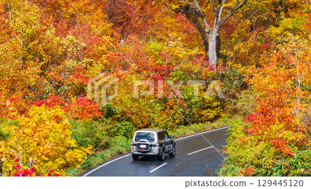 Autumn leaves in Hachimantai (Hachimantai Aspite Line) 129445120