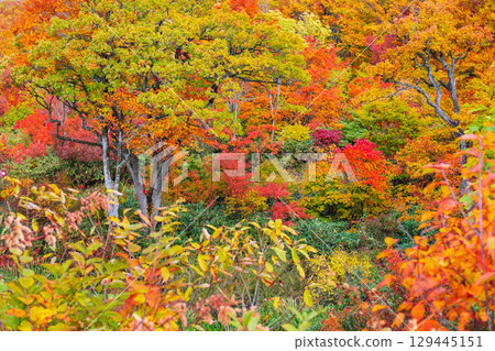 Autumn leaves of Hachimantaira Autumn leaves of Hachimantaira 129445151