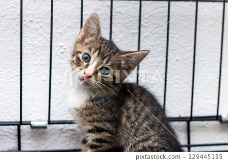 A small, adorable kitten is sitting inside a cage, gazing at the camera 129445155