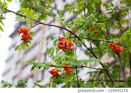 A tree with red berries and green leaves stands by a notable building 129445170