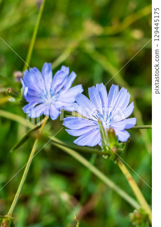 There are two vibrant purple flowers blooming amid the lush grass 129445175