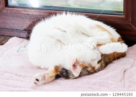 A calico cat is napping on a soft pink towel, enjoying warmth 129445193