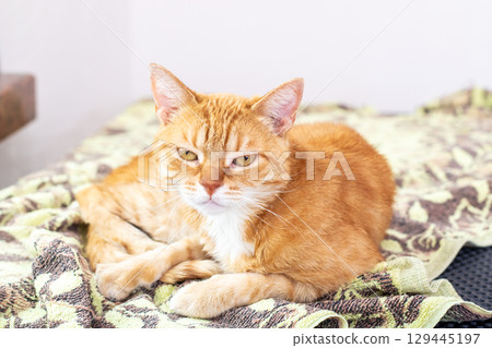 An orange and white cat is comfortably laying on a blanket atop a bed An orange and white cat is comfortably laying on a blanket atop a bed 129445197