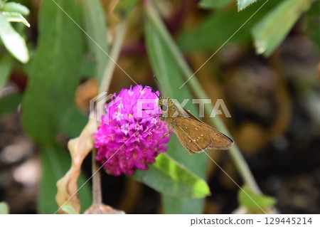 Yamadaike Park Yamadaike Park 129445214