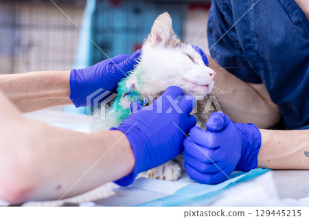 A cat is examined by a veterinarian wearing blue gloves A cat is examined by a veterinarian wearing blue gloves 129445215