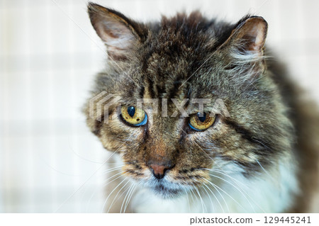 Detailed closeup image of a cats face with striking blue eyes Detailed closeup image of a cats face with striking blue eyes 129445241
