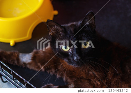 There is a black cat comfortably laying in a cage next to a yellow bowl 129445242