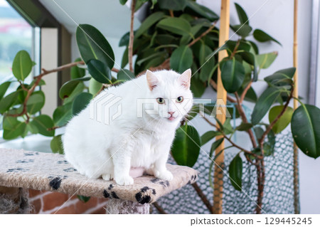 A fluffy white cat is comfortably sitting atop a multilevel cat tree A fluffy white cat is comfortably sitting atop a multilevel cat tree 129445245