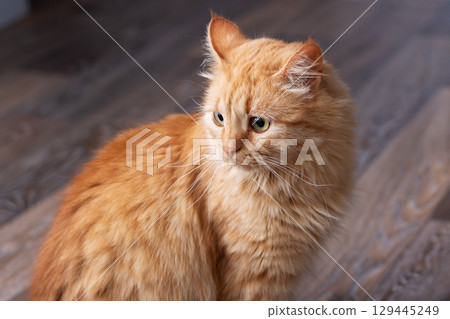 A fluffy orange cat lounging comfortably on a wooden floor surface A fluffy orange cat lounging comfortably on a wooden floor surface 129445249