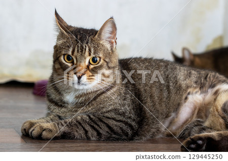 A domestic cat is laying comfortably on the floor, gazing at the camera lens A domestic cat is laying comfortably on the floor, gazing at the camera lens 129445250