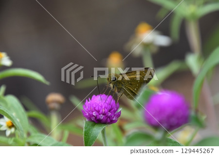 Yamadaike Park 129445267