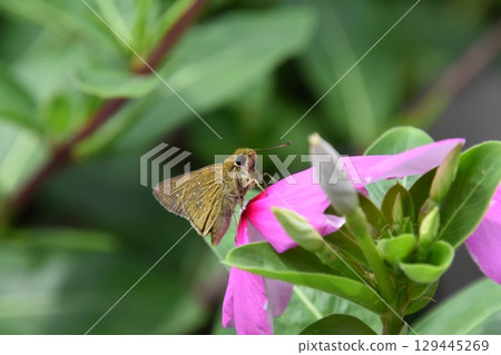 Yamadaike Park Yamadaike Park 129445269