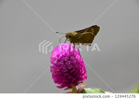 Yamadaike Park 129445276