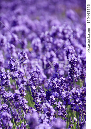 Lavender Zerubu Hill (Biei, Hokkaido) 129445366