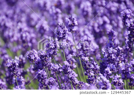 Lavender Zerubu Hill (Biei, Hokkaido) 129445367