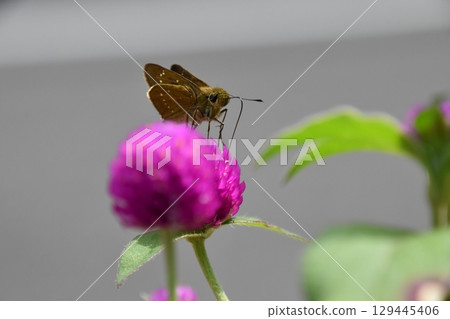 Yamadaike Park Yamadaike Park 129445406