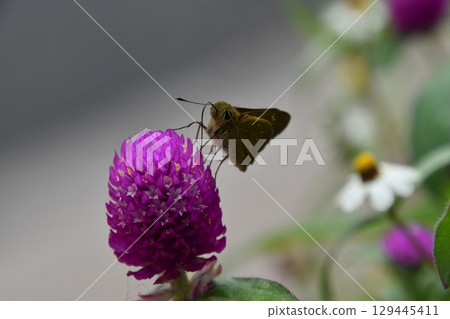 Yamadaike Park 129445411