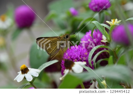 Yamadaike Park 129445412