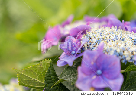 Hydrangeic flowers wet in the rain 129445510