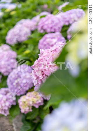在雨中濕潤的繡球花 129445511