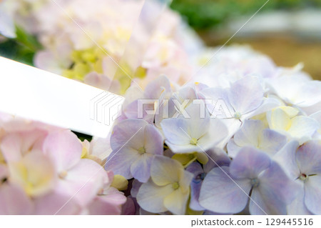 Acrylic cube and hydrangea 129445516