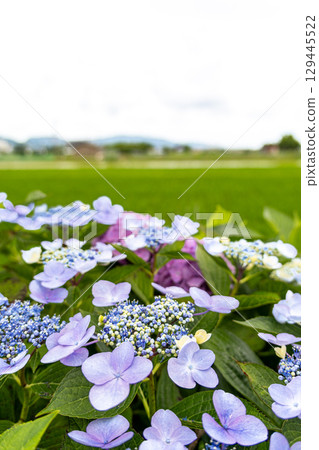 Hydrangea blooming on the bank Hydrangea blooming on the bank 129445522