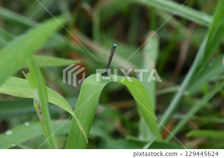 Yamadaike Park Yamadaike Park 129445624