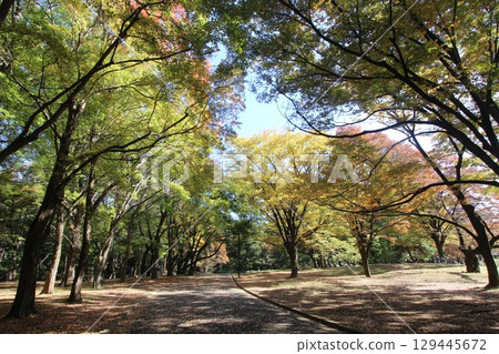 代代木公園秋葉 129445672
