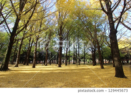 代代木公園秋葉 129445673