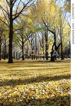 代代木公園秋葉 代代木公園秋葉 129445674