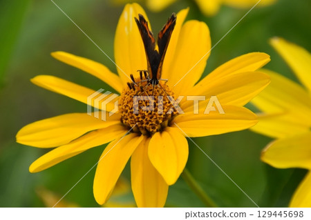 Yamadaike Park 129445698