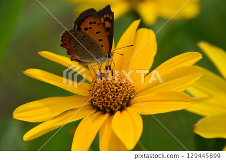 Yamadaike Park 129445699