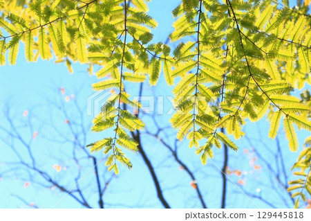 The yellow leaves of Metasequoia The yellow leaves of Metasequoia 129445818