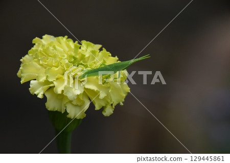 Yamadaike Park 129445861