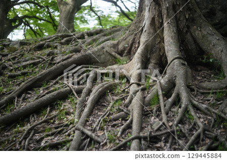 樹的根 129445884